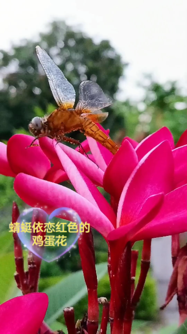 清风裹着花香，蜻蜓依恋在唯美的鸡蛋花上，倾诉着温馨浪漫的故事