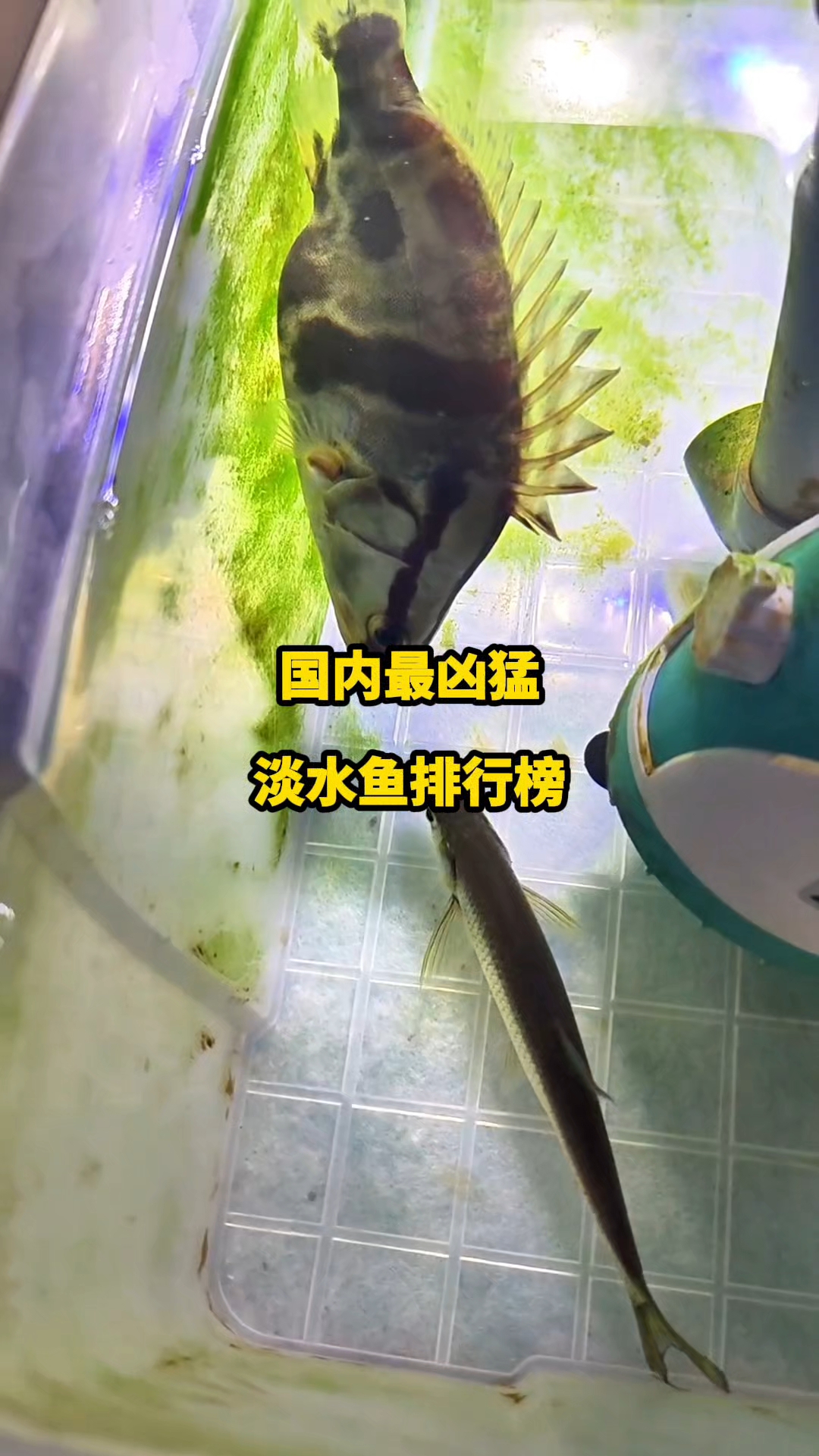 国内最凶猛淡水鱼排行榜