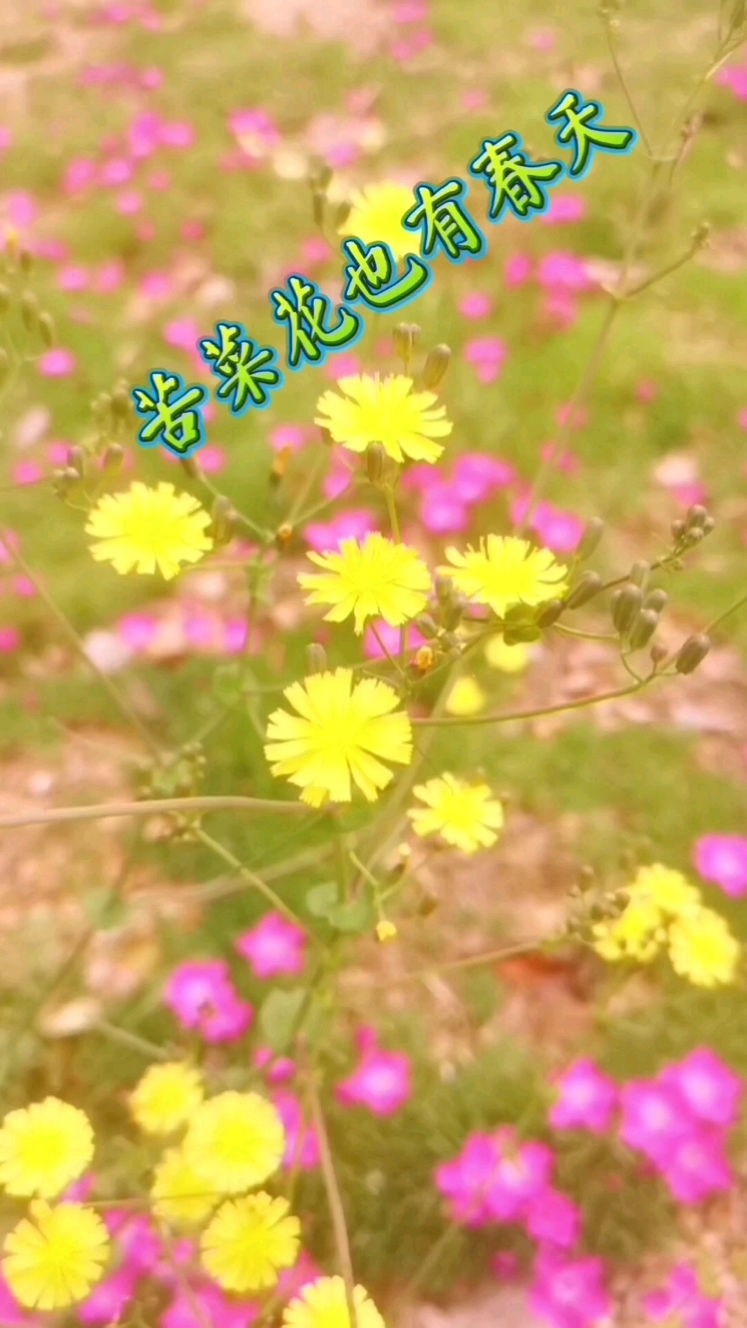 苦菜花也有春天!