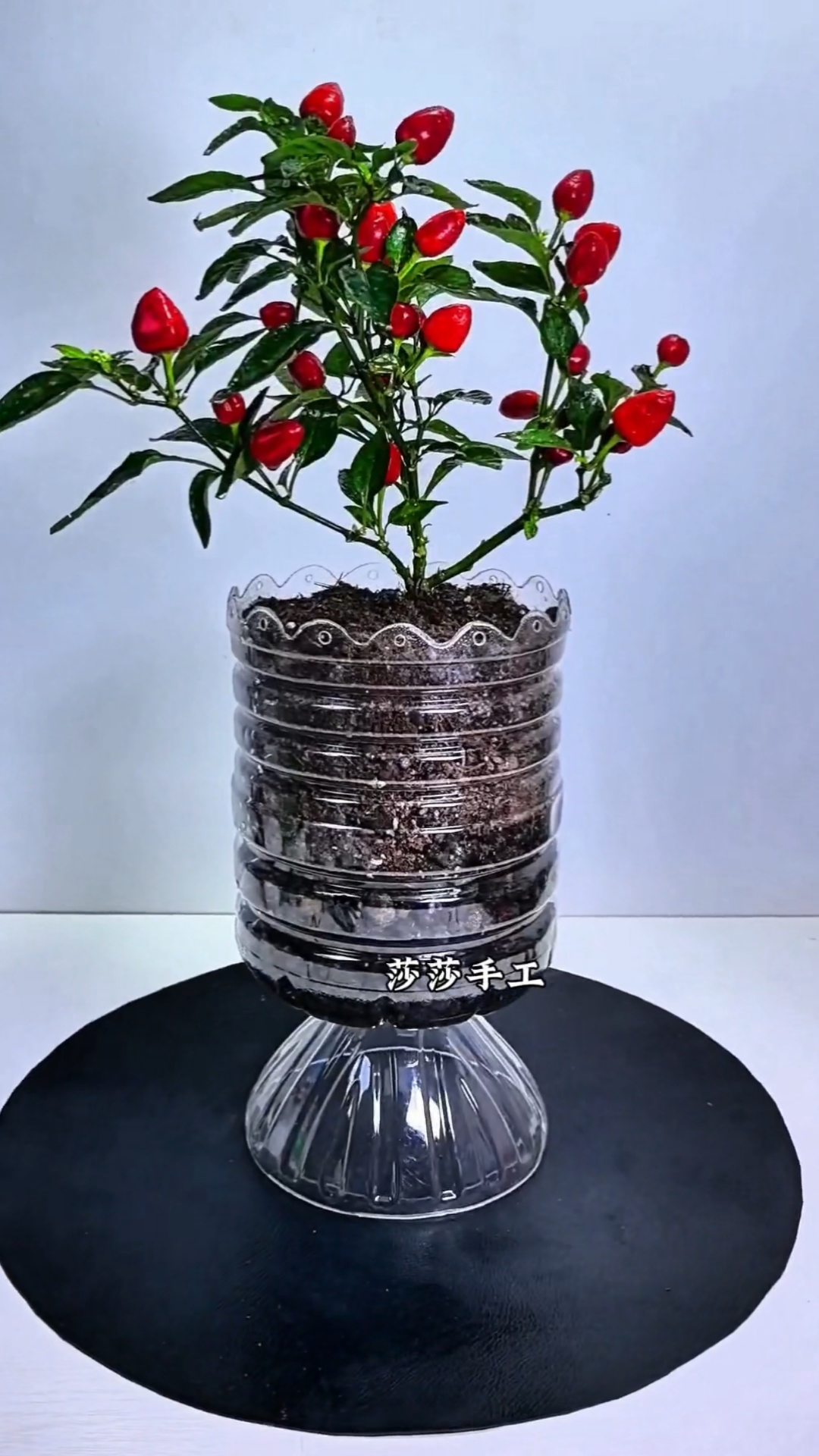 塑料瓶简单改造一下就可以种花种菜了 #变废为宝 #自制花盆 #空瓶子的妙用 #塑料瓶妙用#