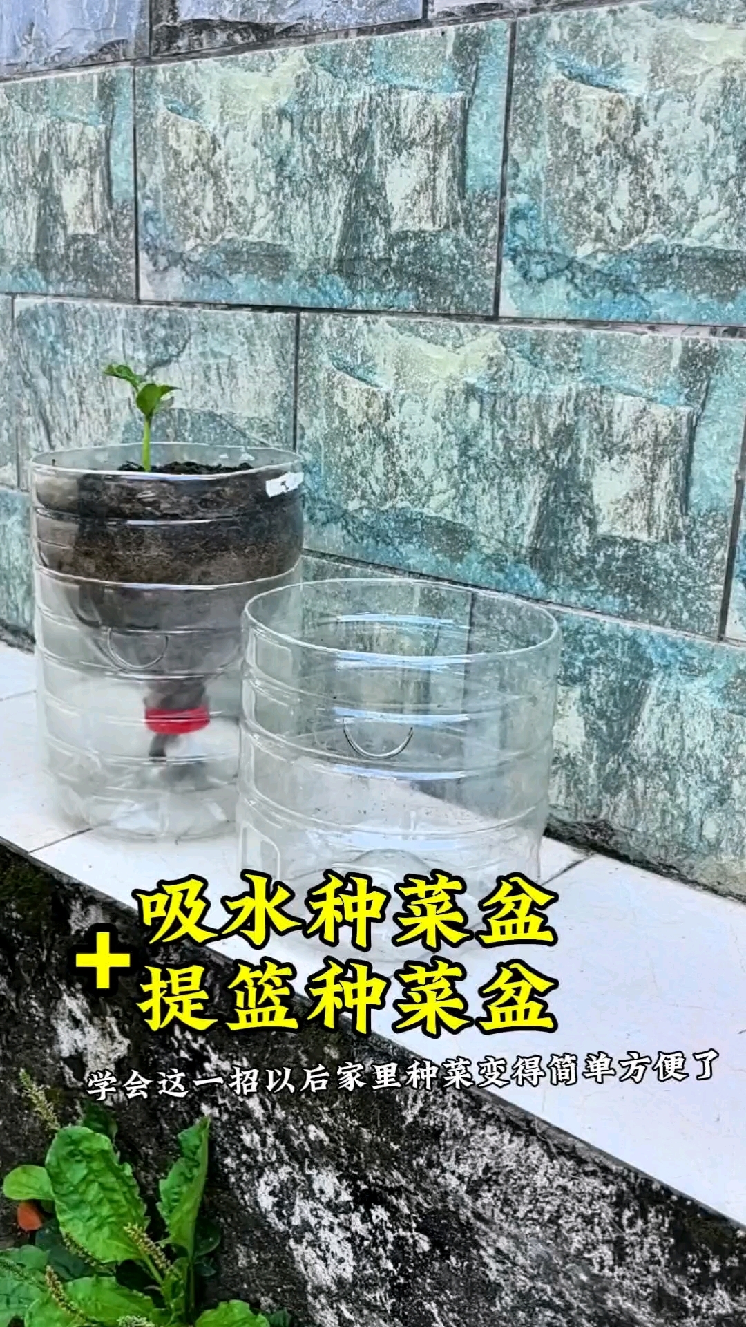 废旧瓶变种菜盆吸水提篮两不误阳台秒变菜园#塑料瓶种菜#油桶种菜#阳台种菜