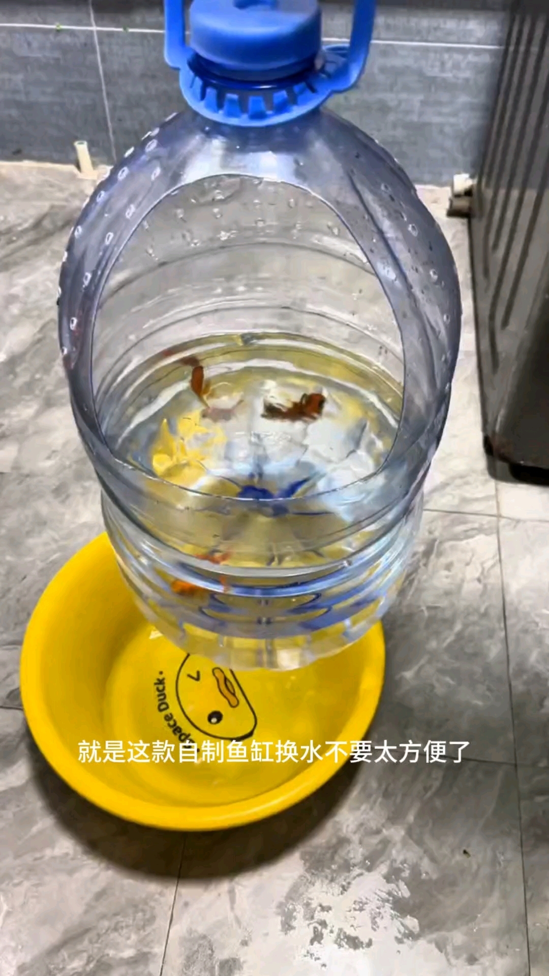 用大水桶做鱼缸换水方便到离谱#自制鱼缸神器# #塑料瓶变鱼缸# #变废为宝