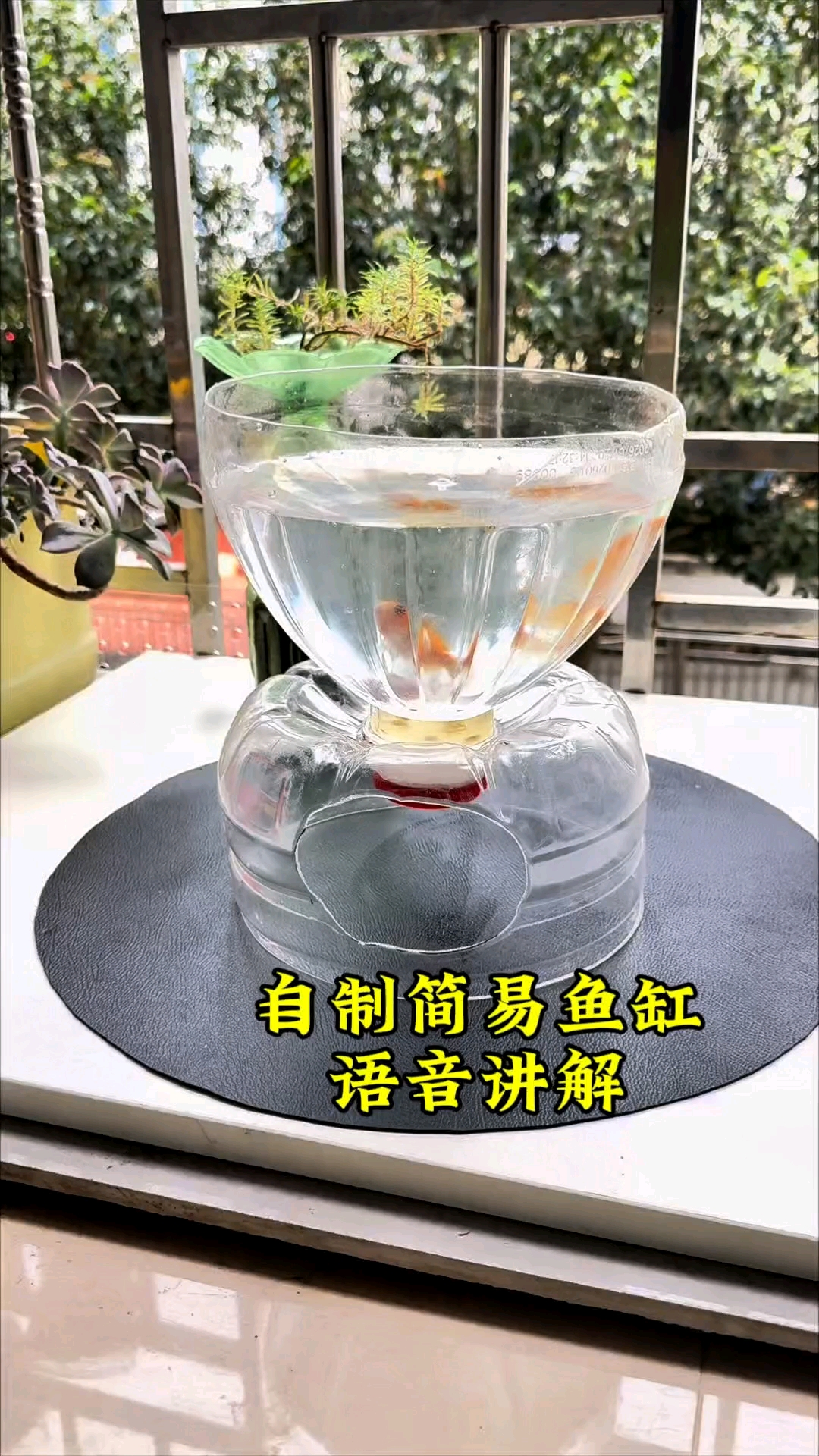 用空瓶DIY鱼缸?这创意也太省了吧!#塑料瓶改造# #生活小妙招# #生活小妙招#