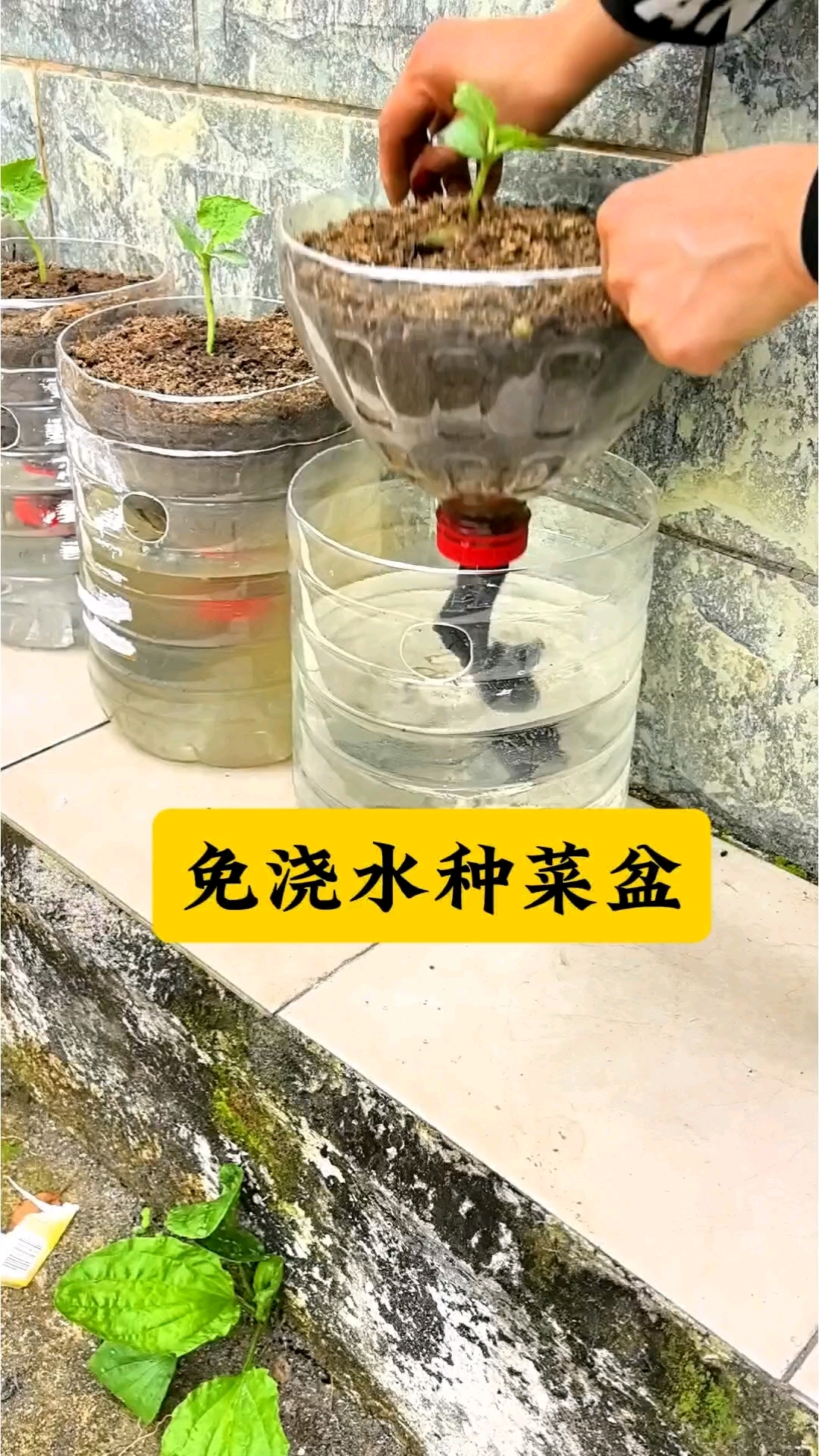 油桶改造免浇水种菜盆#变废为宝#自制花盆