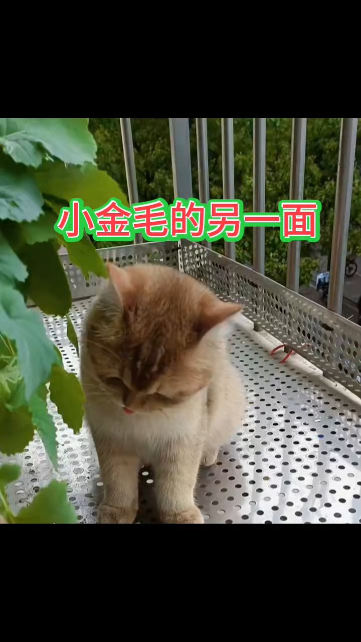 阳台上种了棵油菜花,没长成它喜欢卧在油菜苗上,长成了它开始吃