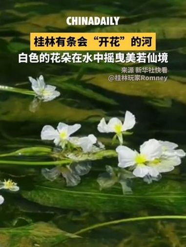 桂林永福县百寿镇,海菜花进入盛花期,整条河开满白色花朵,层叠绿叶间点缀着白色星光,随着水波