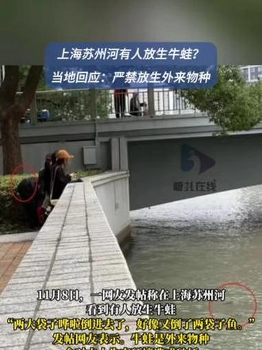 上海当地回应苏州河有人放生牛蛙 11月8日,一上海网友发帖称,在上海苏州河看到有人放生牛蛙