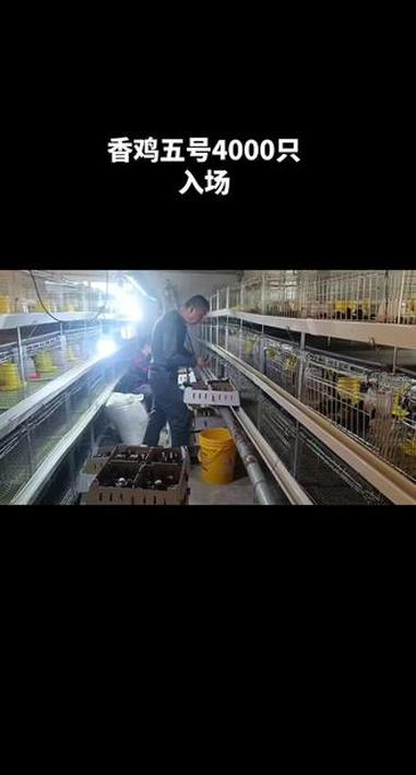 今天上苗4000只,香鸡五号2000只,香鸡四号2000只,都是高产蛋鸡品种#养鸡人 #养
