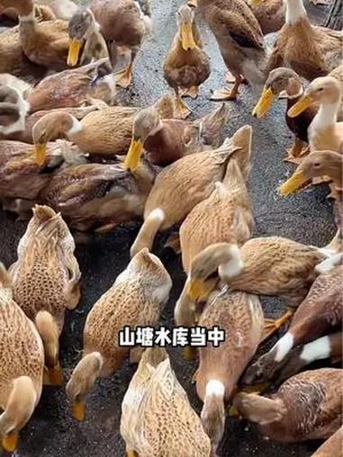 临武山水甲天下,下一句记得么?溯源舜华临武鸭 舜华临武鸭 舜华酱板鸭