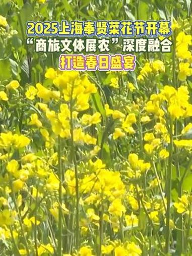 2025 上海奉贤 菜花节 开幕啦!油菜花 踏春赏花 田园风光