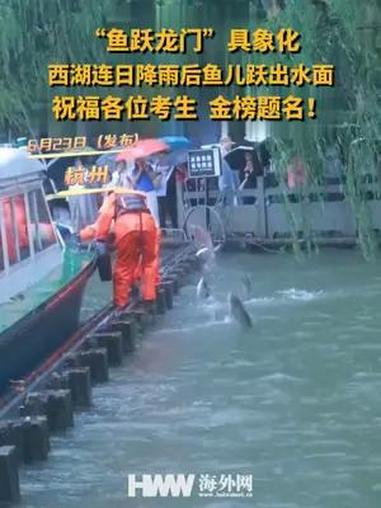 “鱼跃龙门”具象化!西湖连日降雨后鱼儿跃出水面,祝福各位考生,金榜题名!