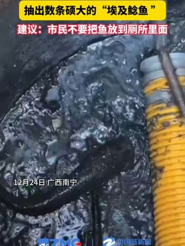 工人清淤城市下水道时,抽出数条硕大的“埃及鲶鱼 ”,建议:市民不要把鱼放到厕所里面(来源: