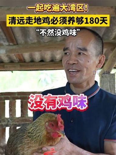 一起吃遍大湾区 清远走地鸡必须养够180天不然没鸡味