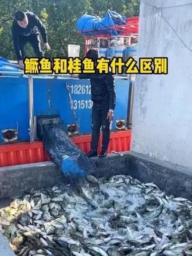 鳜鱼和桂鱼有什么区别