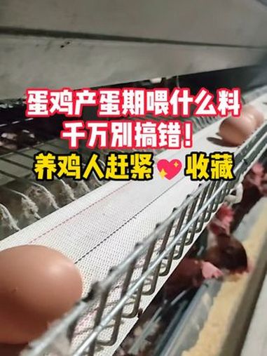 蛋鸡产蛋期喂什么料好?千万别搞错!养鸡人赶紧收藏 蛋鸡养殖 农村创业养殖 养鸡人 饲料配方