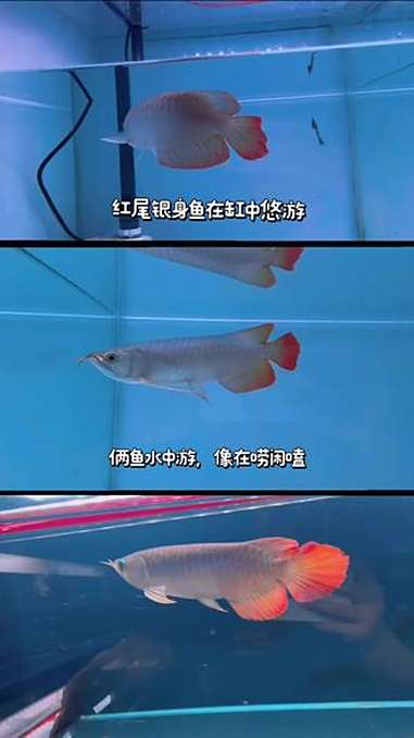 25cm包发色高端红龙鱼