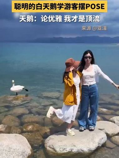 游客湖边摆POSE，白天鹅在一旁实力抢镜。趣中国