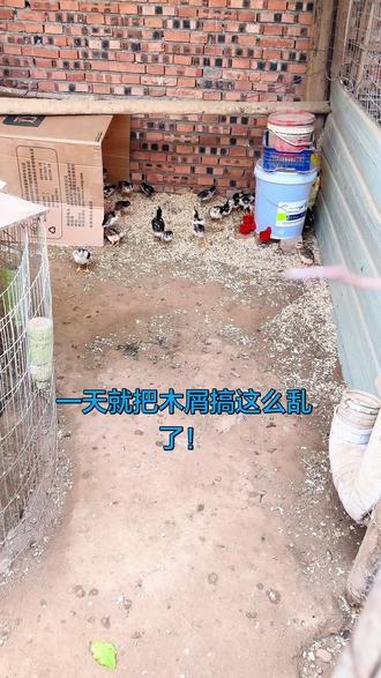 一天就把木屑搞这么乱了!#人工孵化 #优质鸡苗 #小鸡喂养 #小鸡养殖 #如何饲养小鸡