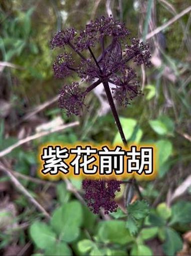 紫花前胡又名土当归 非常少见 农村野草 识百草 中草药 知识合伙人