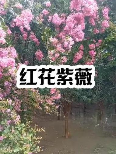 红花紫薇,又称川红紫薇、百日红等,属于千屈菜科紫薇属落叶灌木或小乔木。它的花色以红色为主,