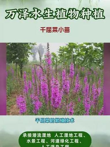 千屈菜种植基地