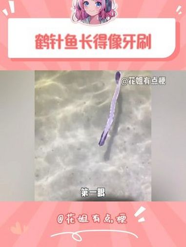 刚开始我以为是人家扔的废弃牙刷 鹤针鱼 海洋生物 科普一下