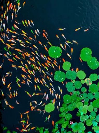 绝美瞬间,见者好运!鱼儿在碧波间穿梭游弋,与翠绿莲叶相映成趣,完美复刻“鱼戏莲叶间”的诗意