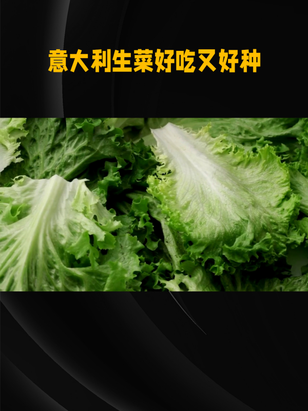 意大利生菜好吃好种,一年四季都能种,特别适合阳台盆栽