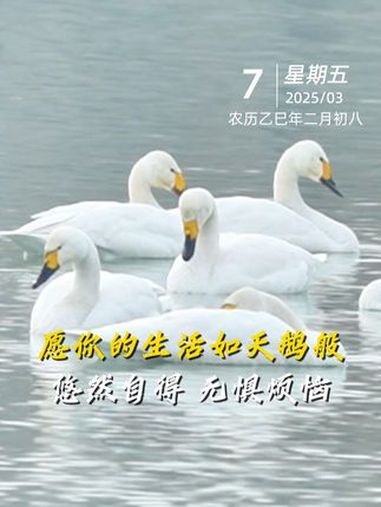 早安!新的一天,勇敢前行。愿你的生活如天鹅般,悠然自得,无惧烦恼。愿你的每一步都轻盈如风,