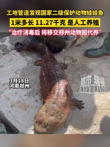 郑州一工地管道发现国家二级保护动物娃娃鱼,有1米多长,11.27千克,是人工养殖的。娃娃鱼