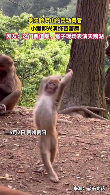 贵阳黔灵山的灵动舞者,小猴即兴演绎芭蕾舞,网友:这门票值啊,猴子现场表演天鹅湖。来源:@千