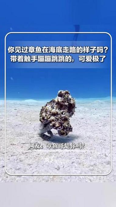 每日趣闻｜你见过章鱼在海底走路的样子吗？带着触手蹦蹦跳跳的，可爱极了 网友：章鱼哥是你吗？