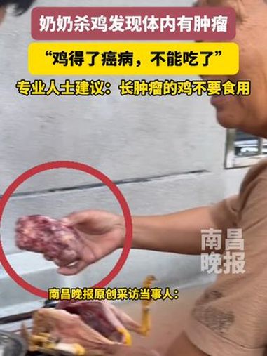 9月4日(原创采访)江西宜春,奶奶杀鸡发现体内有肿瘤:“鸡得了癌病,不能吃了” 专业人士建