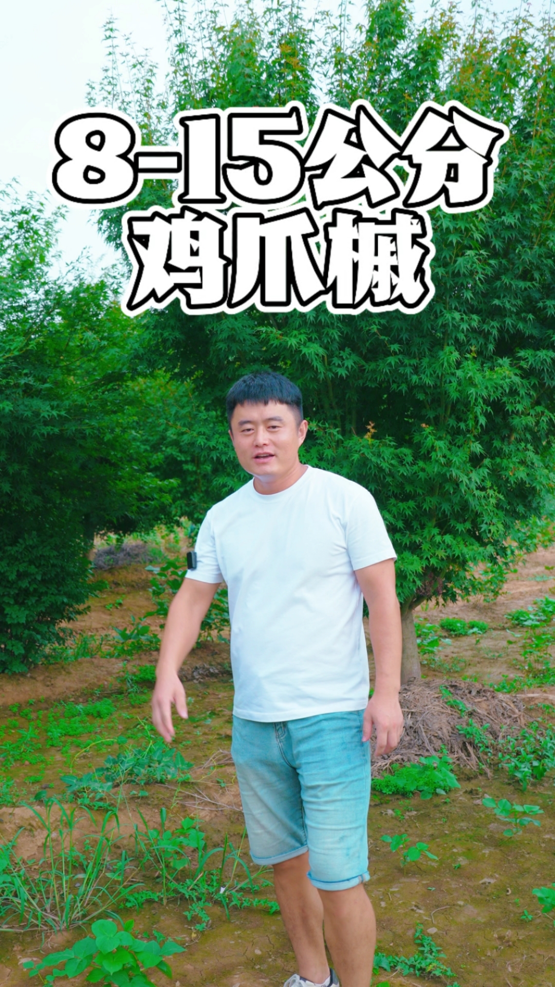 鸡爪槭红枫苗木直销
