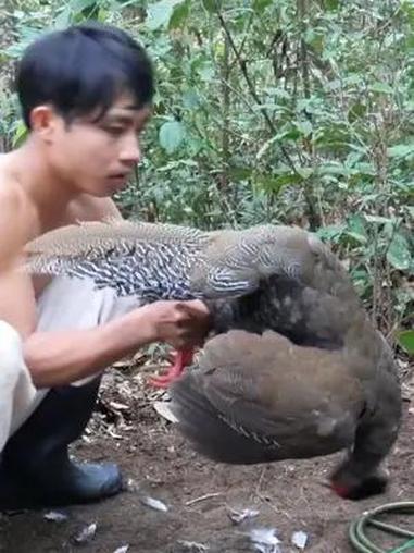 国外越南小伙山里自制陷阱抓野鸡。国外纪录片拍摄。真实记录拍摄 真实户外 国外合法拍摄国内请