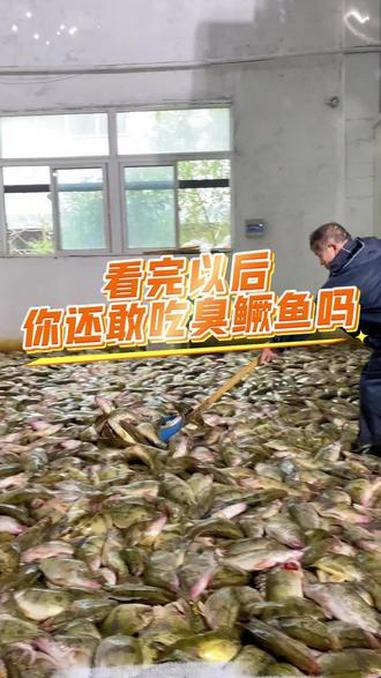 看完以后你还敢吃臭鳜鱼吗，臭鳜鱼是我们徽菜的代表菜，已经传承几百年了#专鳜臭鳜鱼 #专鳜源
