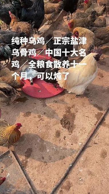#自家养殖 #农村特色美食 #散养土鸡#农村生活记录 #农村美味