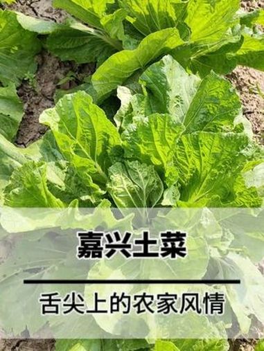 嘉兴土菜,舌尖上的农家风情 食材新鲜才是硬道理 好食材好味道 舌尖上的味道