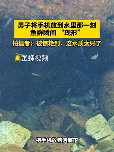 男子将手机放到水里那一刻,鱼群瞬间 “现形”,拍摄者:被惊艳到,这水质太好了 惊艳 清澈见