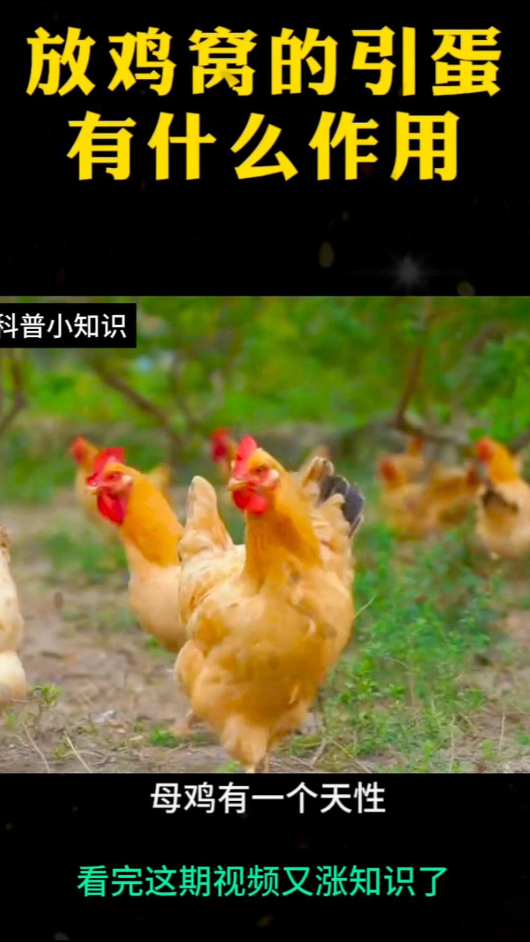 放鸡窝的引蛋有什么作用?