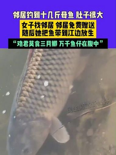 3月21日(发布)北京,邻居钓到十几斤母鱼 肚子很大,女子找邻居,邻居免费赠送,随后她把鱼