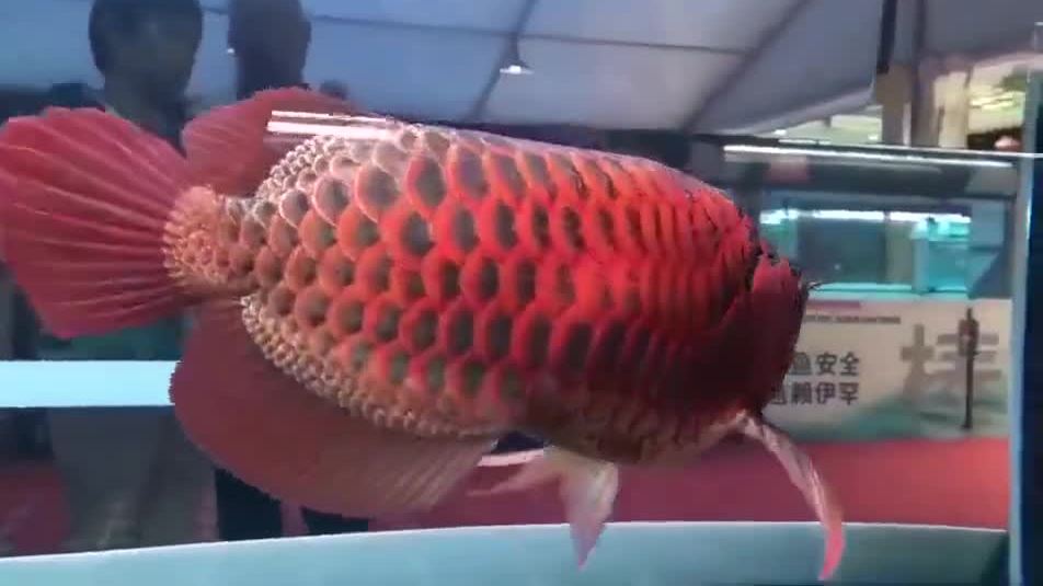 龙鱼中的兰博基尼,见者红红火火发大财#2021我的百家号年度日记##考研能量站#