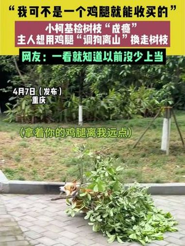 4月7日(发布),重庆,素材来源@柯基旺财。“我可不是一个鸡腿就能收买的”,小柯基捡树枝“
