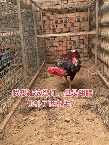 我想让这只打,但是翅膀也补了两根毛?原创视频 动物@dou+小助手 越南斗鸡养殖 斗鸡养殖