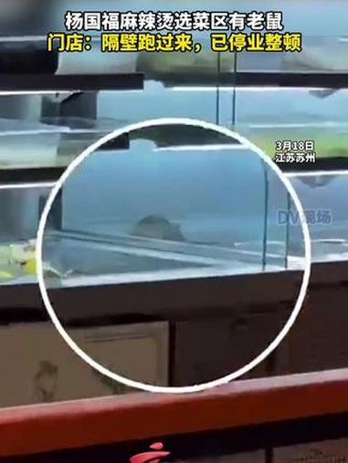 杨国福麻辣烫选菜区有老鼠,门店:隔壁跑过来,已停业整顿。江苏dou知道
