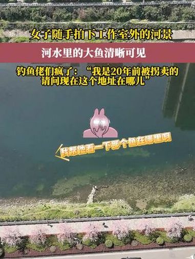 湖北恩施,女子随手拍下工作室外的河景,河里的大鱼清晰可见,钓鱼佬们看到后“疯了”。钓鱼 钓