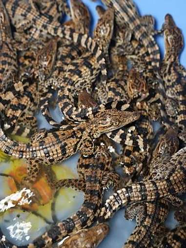 养了一年的鳄鱼有多大?从海南抓一车苗回广东,其中不乏金色传说 鳄鱼养殖场 鳄鱼苗 特种养殖