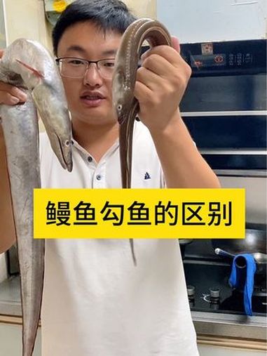 有些不良商家把勾鱼当鳗鱼卖,鱼长得很像,但是价格差了3倍,吃起来全是刺,你有没有上当受骗过