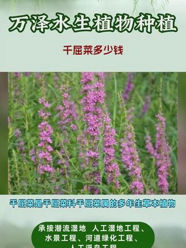 千屈菜多少钱 千屈菜多少钱 千屈菜价格多少 千屈菜一平米种多少株