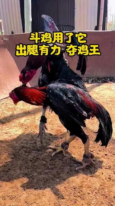 斗鸡用了它，性子旺出腿有力勇猛无敌#斗鸡文化 #新疆斗鸡 #斗鸡爱好者 #斗鸡比赛 #好物